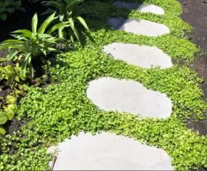 BLUESTONE STEPPER